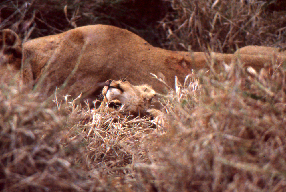 Kenya_005_lion cub with mother_1000x @72