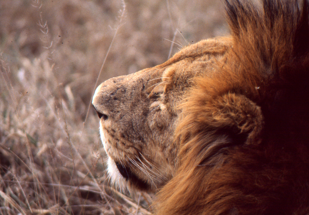 Kenya_010_lion close up