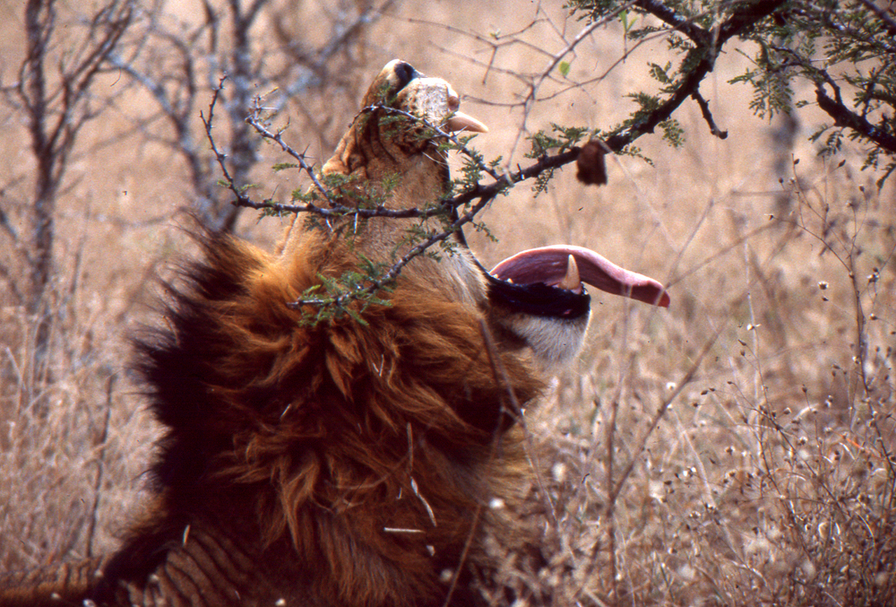 Kenya_012_lion big yawn
