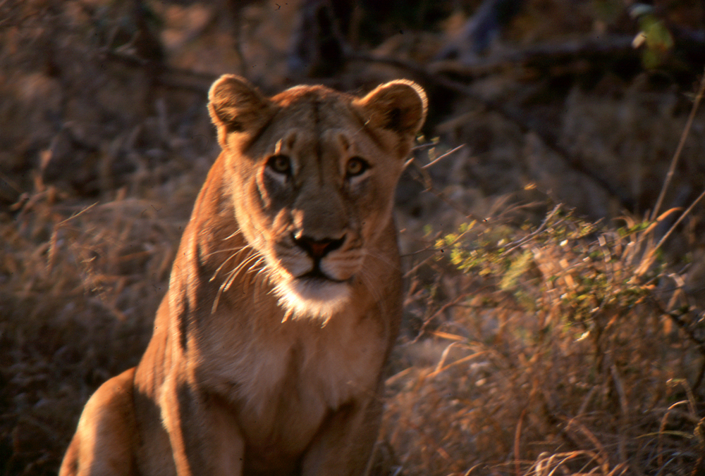 Kenya_039_lioness just before charging_1000x @72