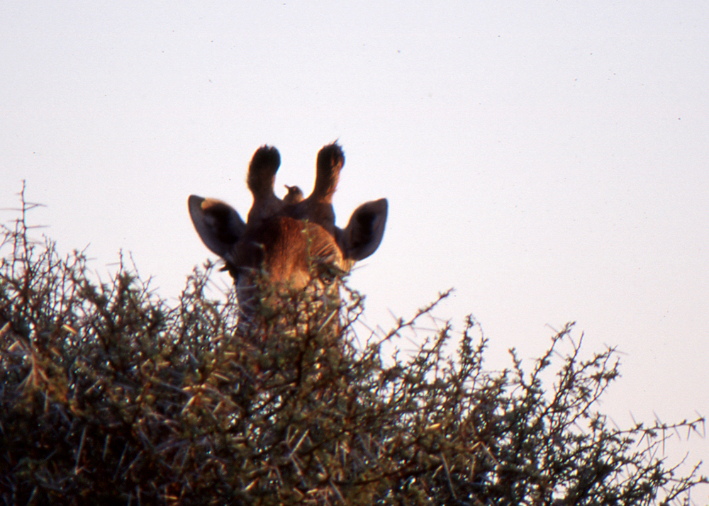 Kenya_048_giraffe w bird hat