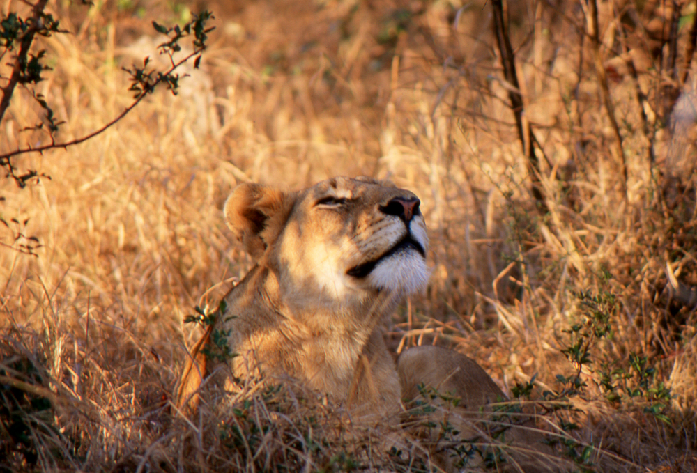 Kenya_074_lioness at rest