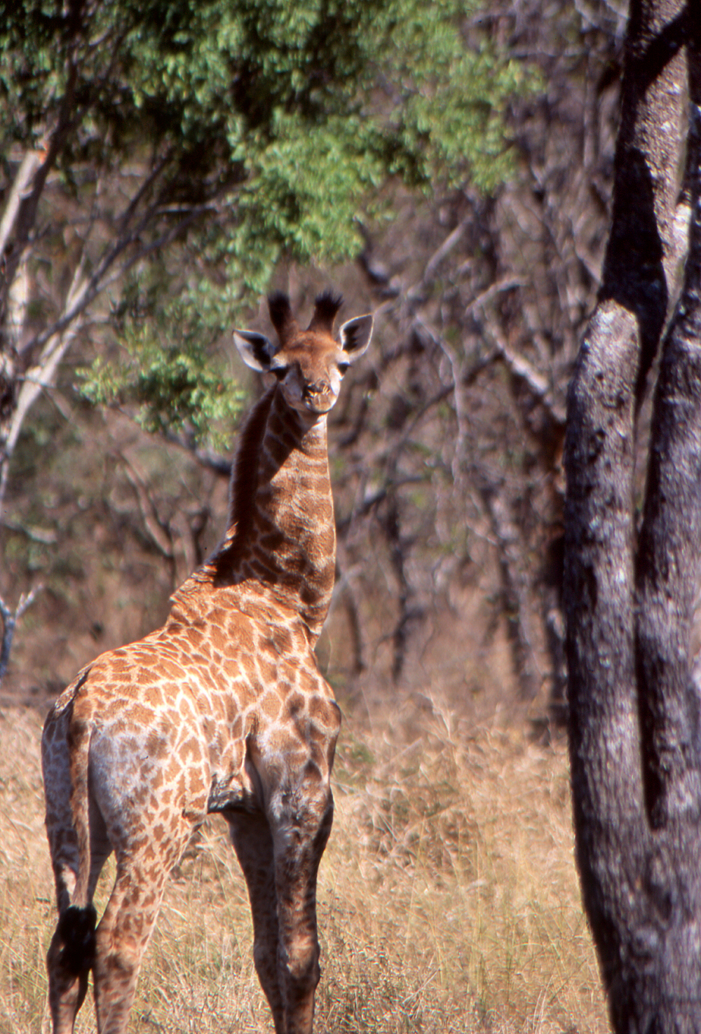 Kenya_089_Baby Giraffe