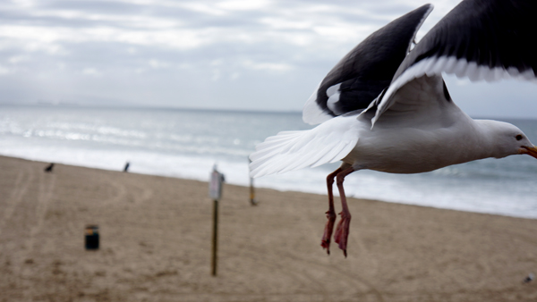 DSC00142_seagull_600@72