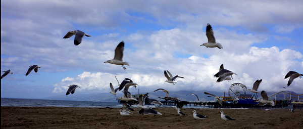 DSC00273_seagulls w pier in bg_600@72