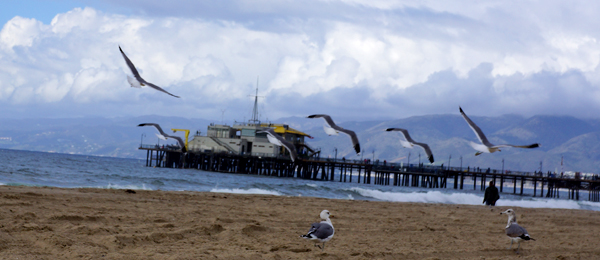 DSC00291_seagulls w pier in bg_600@72