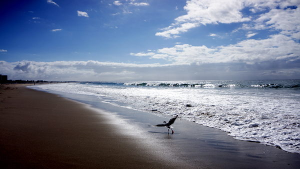 DSC00420_sea gull jogging_600@72