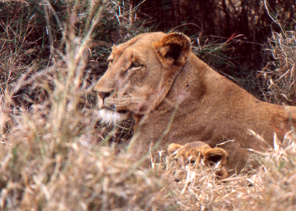 Kenya_007_Lioness w cub