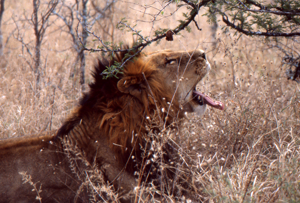 Kenya_011_Lion starting to yawn_1000x @72