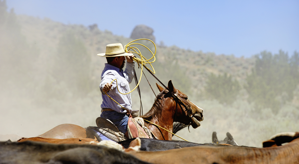 Jeff Maupin ropes cattle high up in the Oregon mountains. (c) Cirina Catania